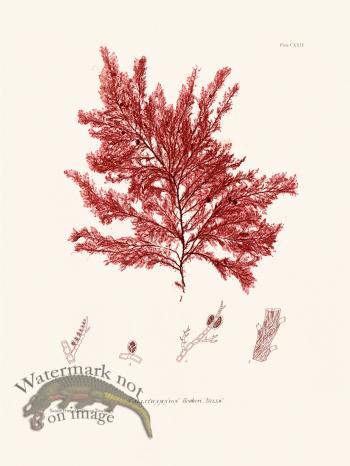 Bradbury Seaweed 124